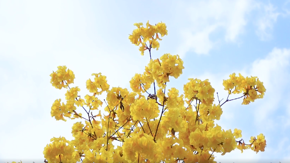 春雷，鳴響奮進的號角